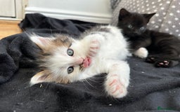 Mixed Breed cats for sale: Adorable mixed breed kittens for sale  - Image 18