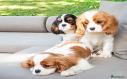 Cavalier King Charles Spaniel dogs for sale: High quality Cavalier King Charles Spaniel Puppies - Image 1
