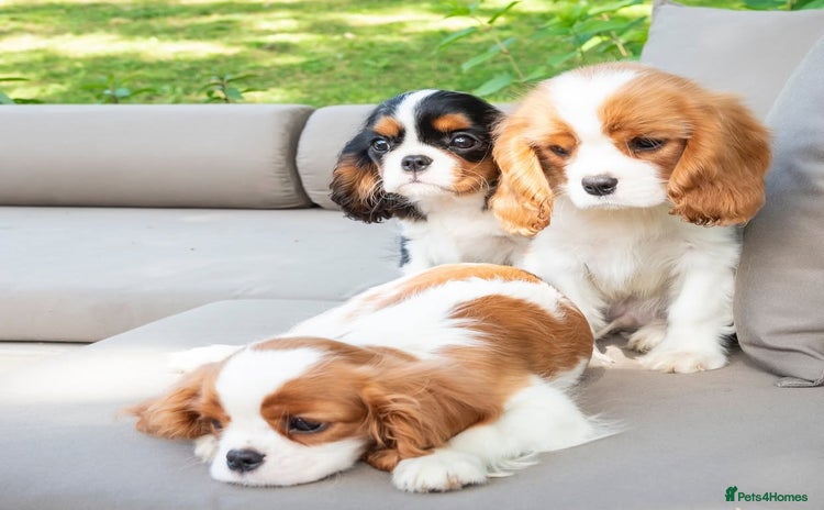 Cavalier King Charles Spaniel dogs - Advert 1