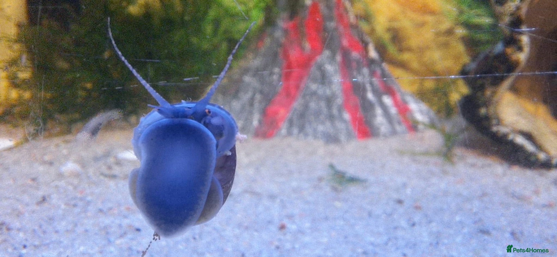 Snails fish Purple/Magenta Mystery Snails SHIPPING AVAILABLE - Advert 2