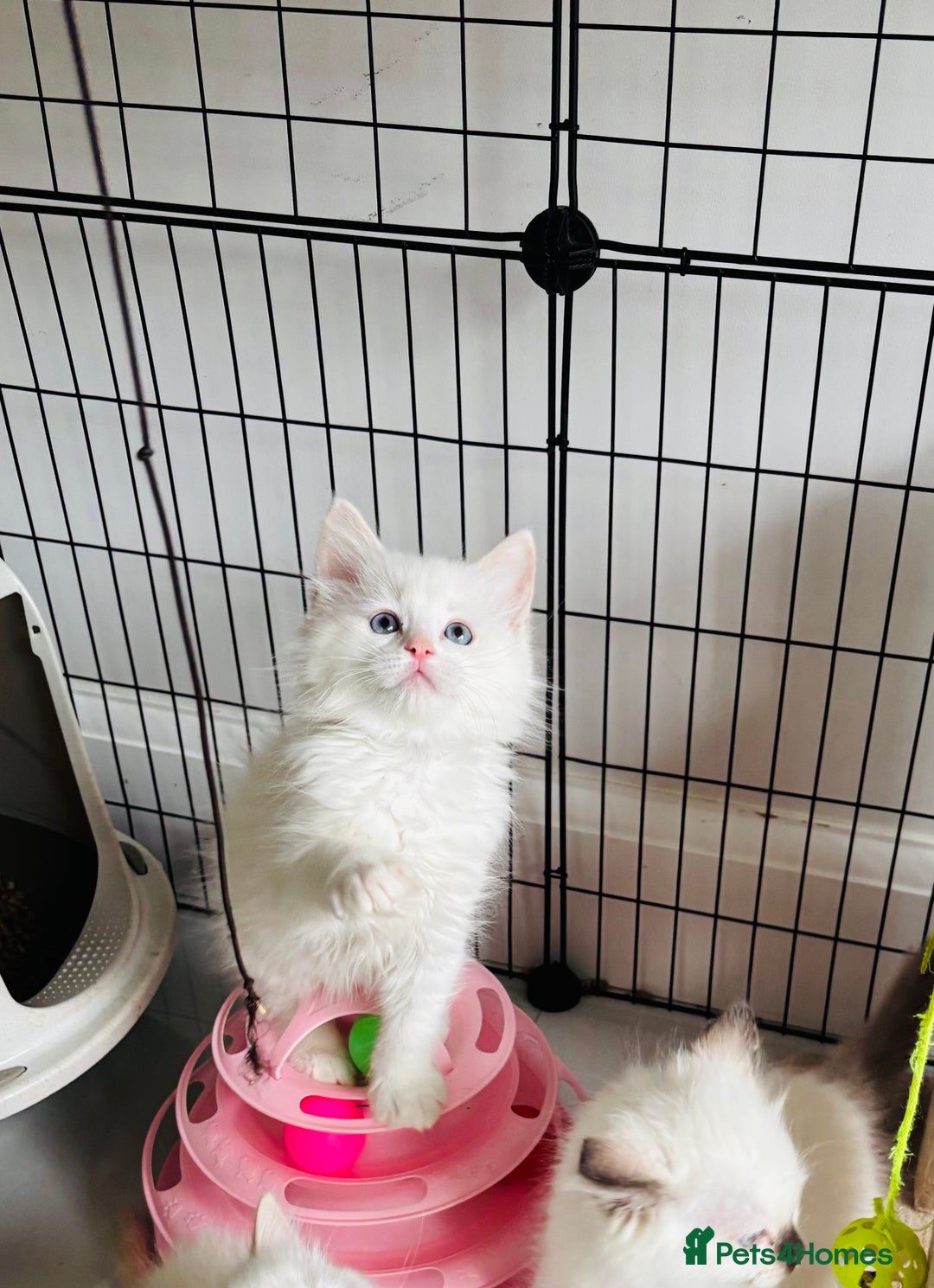 Ragdoll cats for sale: Beautiful ragdoll kittens  - Advert 4