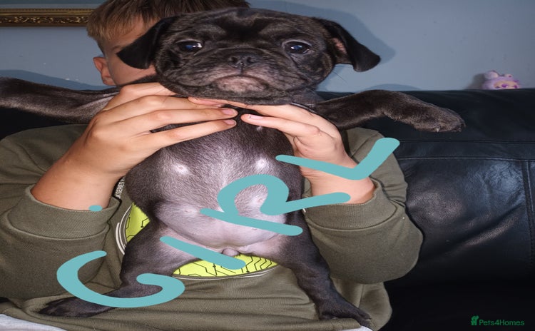 Frug dogs - Advert 3