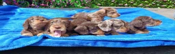 Dachshund dogs for sale: QUALITY MINI WIRES LAFORA PRA CLR KC REG - Advert 5