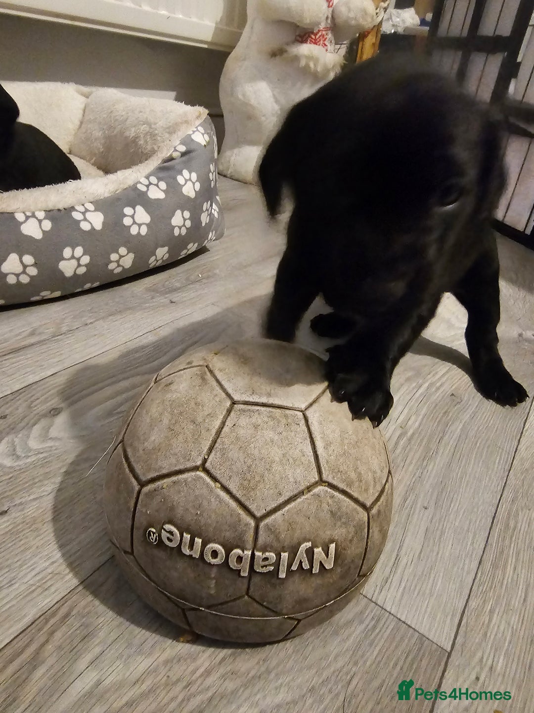 Mixed Breed dogs for sale: Chunky staff x lab pups 3 left - Advert 20