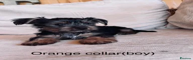 Yorkshire Terrier 1