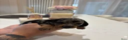 Miniature Dachshund dogs for sale: Long hair/short hair miniature dachshund💖 - Advert 8