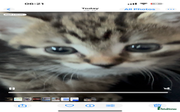Domestic Shorthair cats for sale: 3 beautiful tabby females  - Image 9