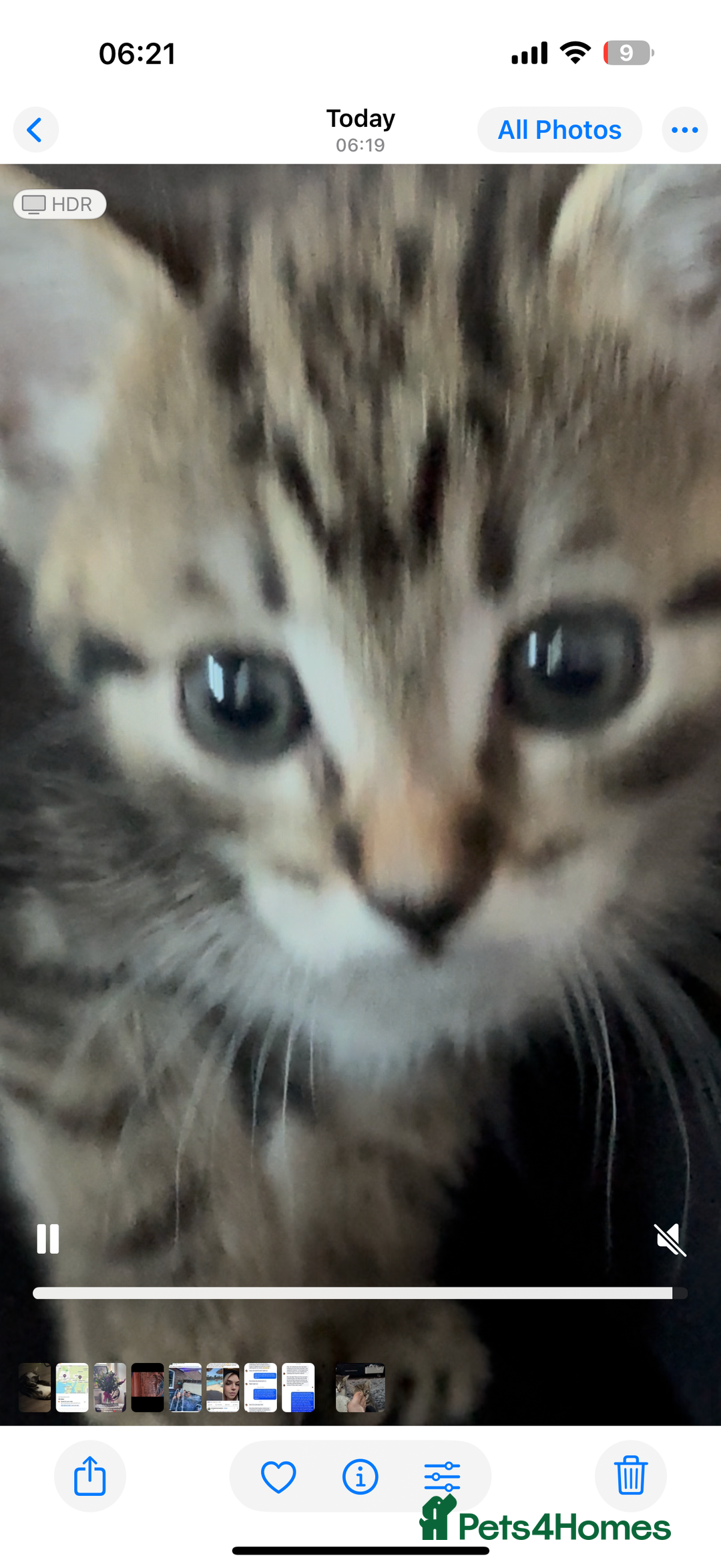Domestic Shorthair cats for sale: 3 beautiful tabby females  - Image 9