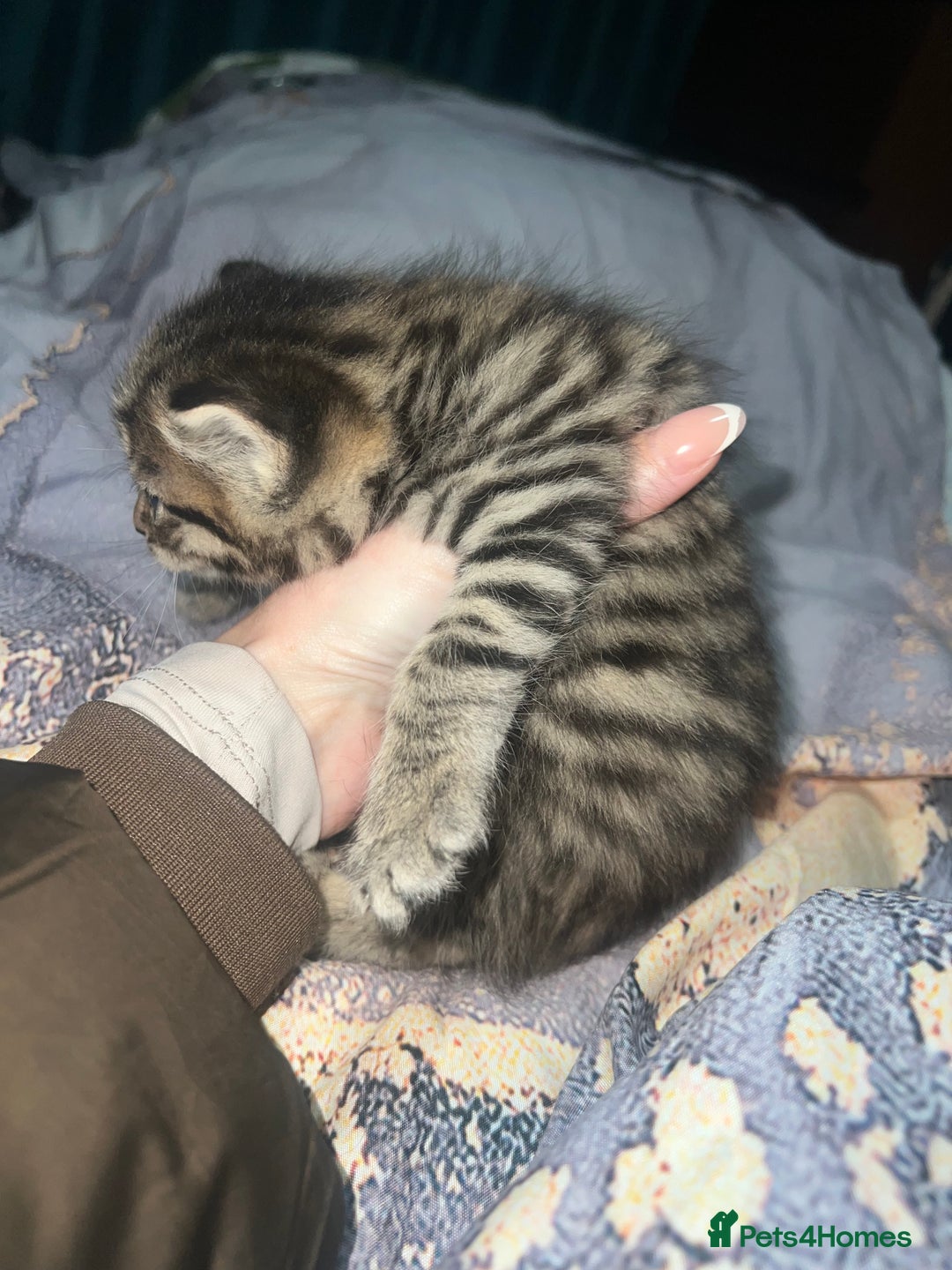 British Longhair cats for sale: 5 beautiful kittens - Advert 9