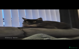 Maine Coon cats for sale: Maine coon boy  - Image 4