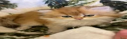 British Longhair cats for sale: Last BLH beautiful Boy - Advert 6