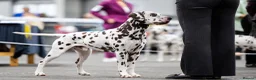 Dalmatian dogs for sale: Exceptional KC Liver Spotted Dalmatian Puppies in Worcester - Advert 21