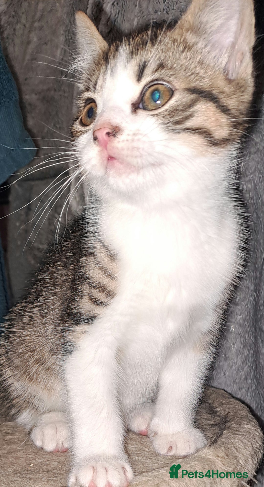 Mixed Breed cats for sale: Beautiful bundles of fun  - Advert 5