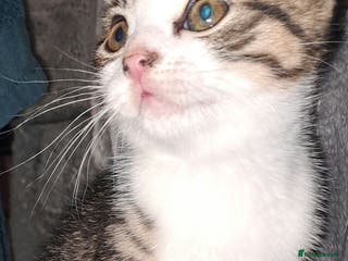 Mixed Breed cats Beautiful bundles of fun - Advert 3