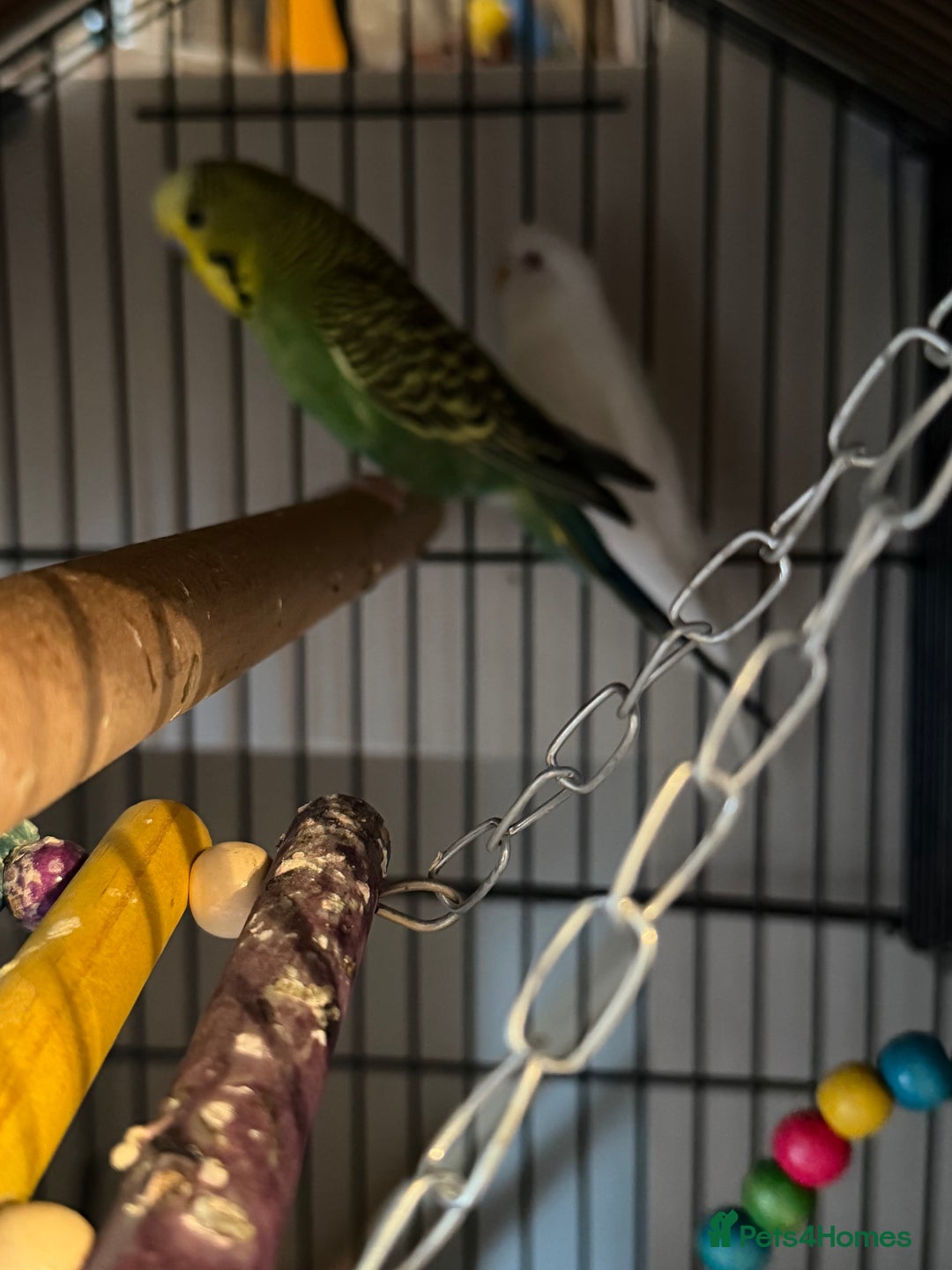 Budgerigars birds for sale: Male and female budgies - Advert 3