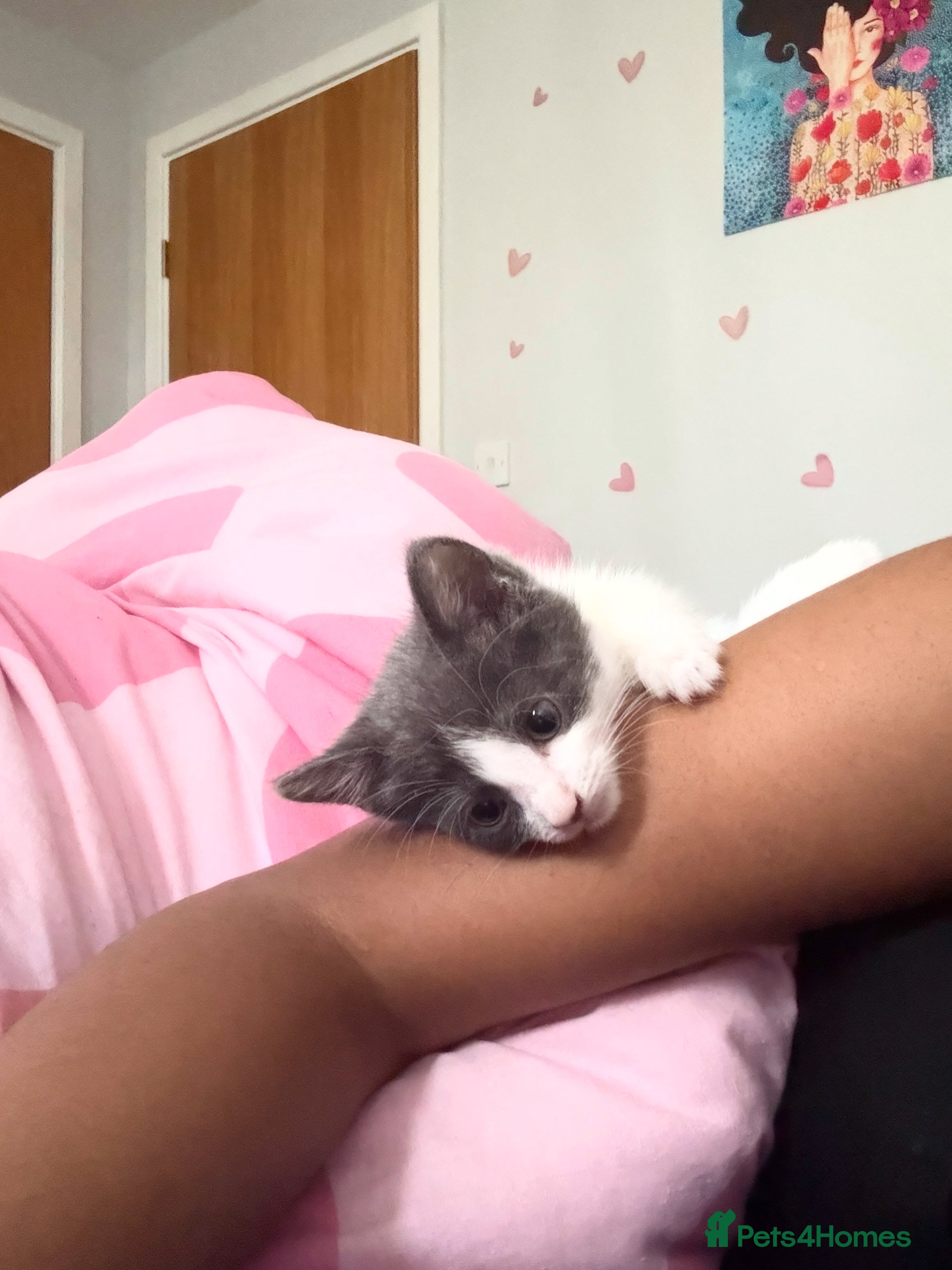 Mixed Breed cats Jackk - Advert 16