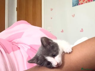 Mixed Breed cats Jackk - Advert 6