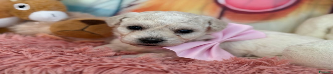 Bichon Frise Puppy 4