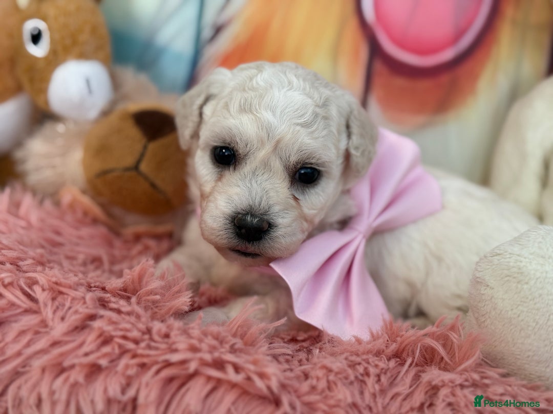 Bichon Frise dogs for sale: Kc registered show quality puppies - Image 10