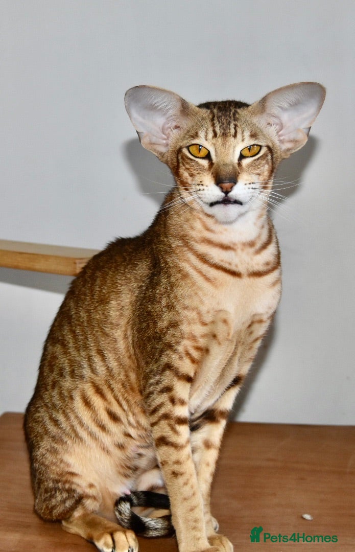 Oriental cats Oriental brown tabby  - Advert 2