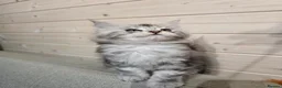 Maine Coon cats for sale: Maine coon kittens  - Advert 12