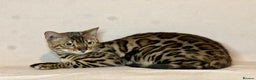 Bengal cats for sale: Bengal Queen  - Advert 18