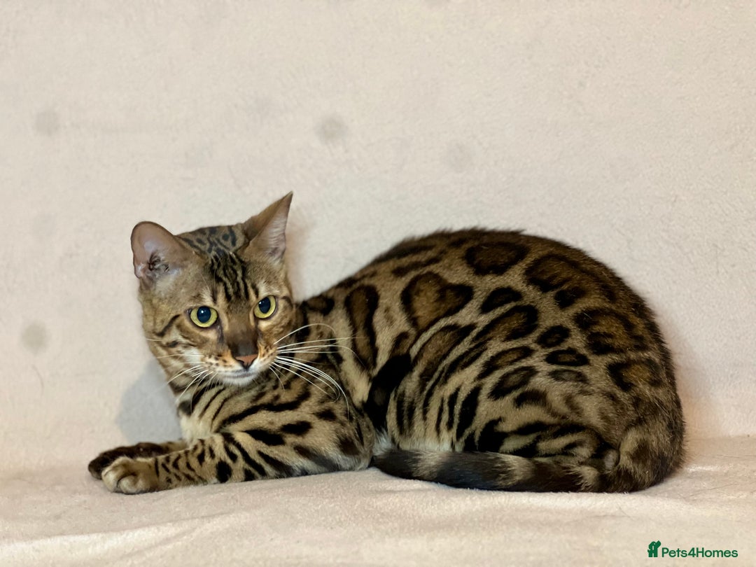 Bengal cats for sale: Bengal Queen  - Advert 18
