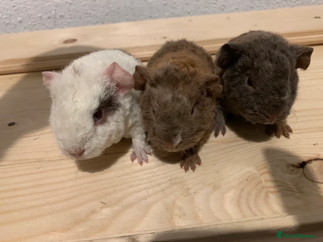 Guinea Pig rodents for sale: Beautiful baby teddy Guinea pigs  - Advert 4