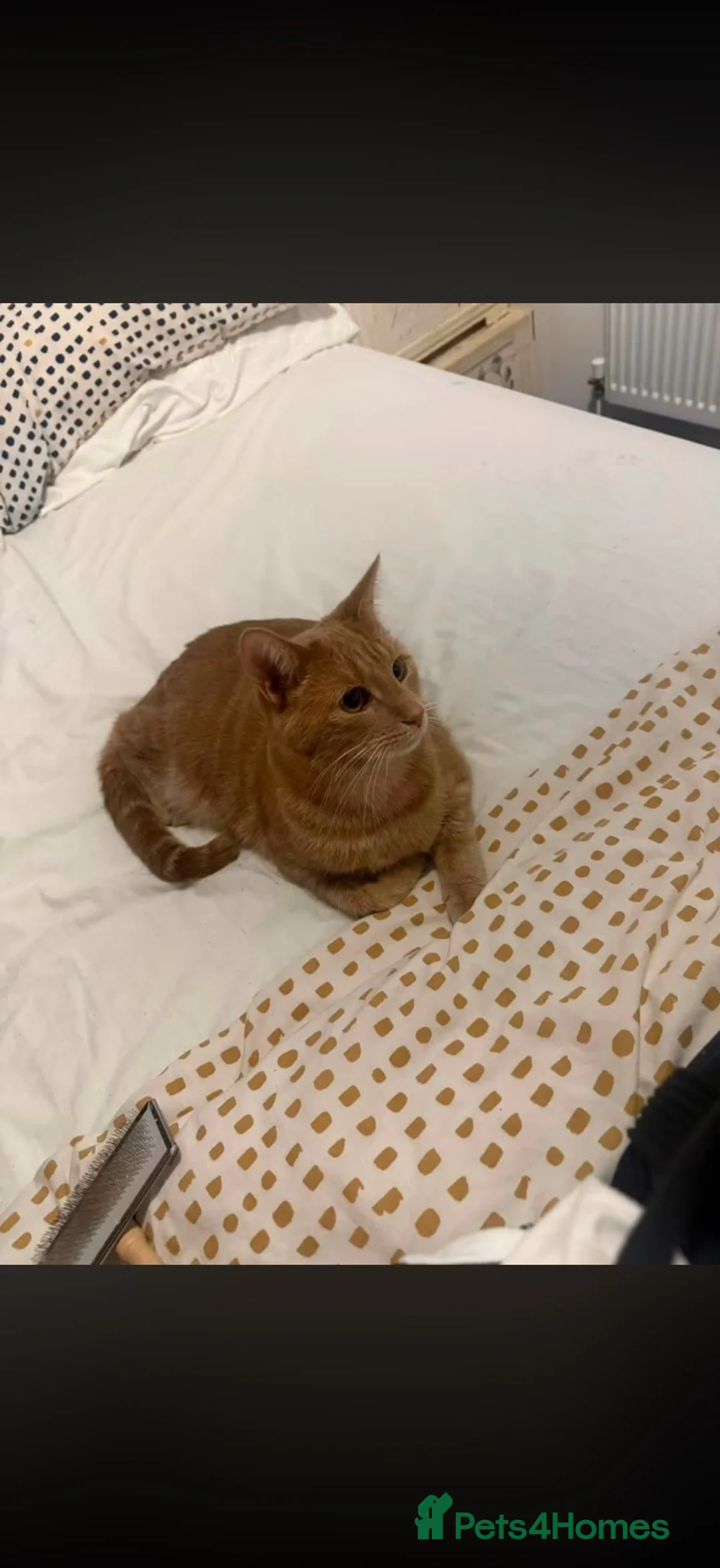 Mixed Breed cats for sale: Polly and Pebbles Looking for there forever home - Advert 2