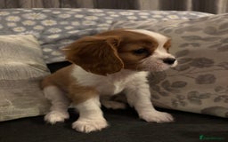 Cavalier King Charles Spaniel dogs for sale: Gorgeous Cavalier King Charles Spaniel Puppy - Image 7