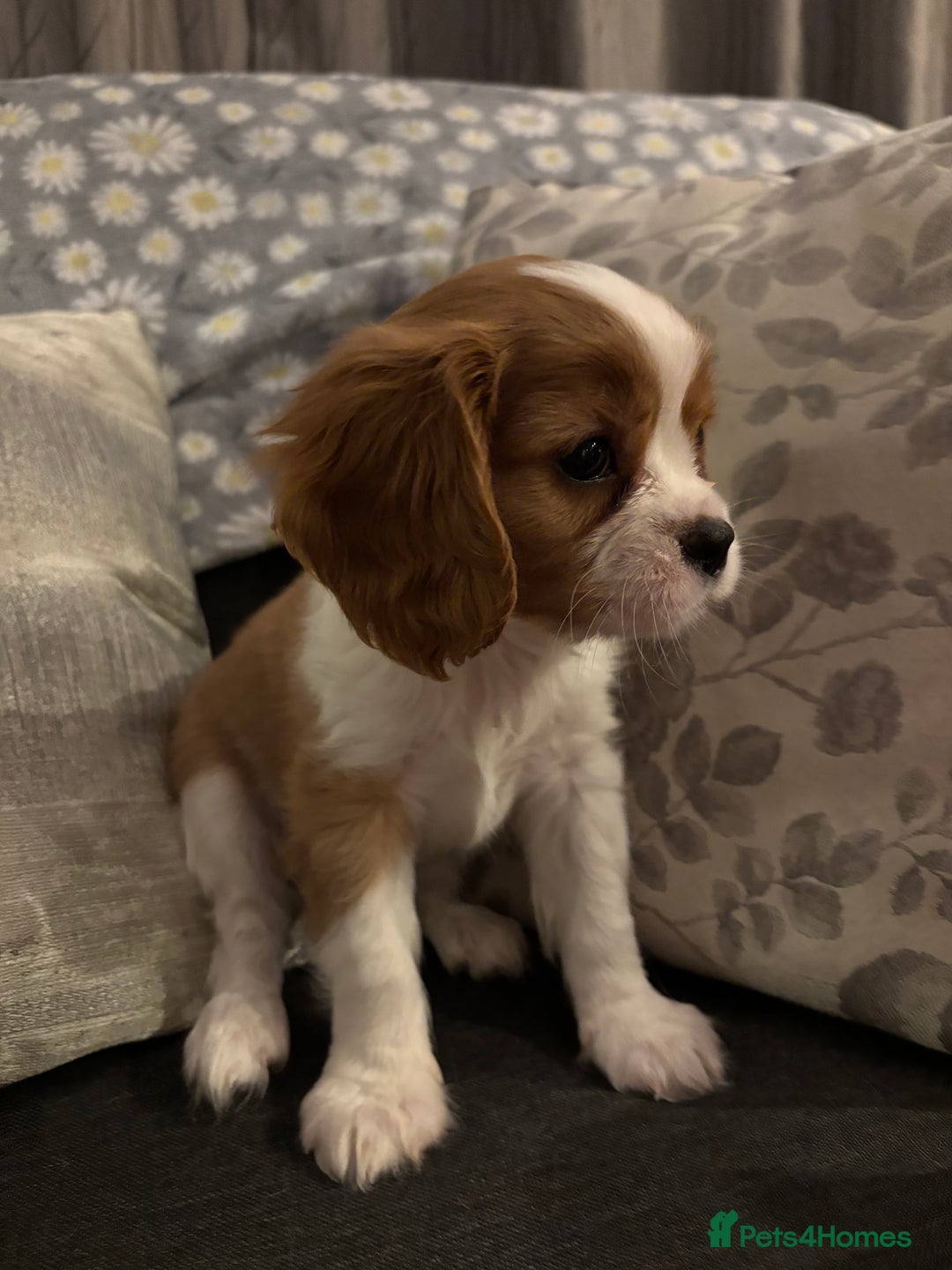 Cavalier King Charles Spaniel dogs for sale: Gorgeous Cavalier King Charles Spaniel Puppy - Image 7