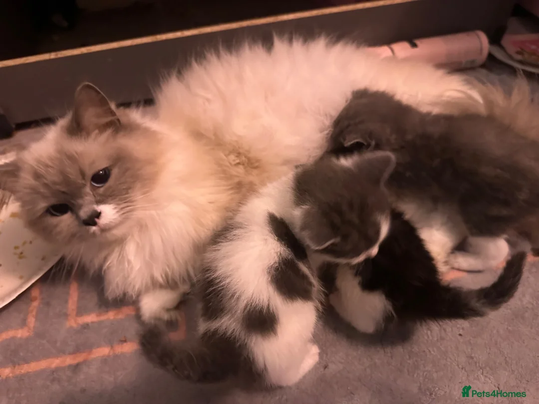 Mixed Breed cats for sale: 2 beautiful mixed ragdoll kittens male  - Advert 12