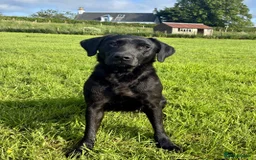 Labrador Retriever dogs for sale: KC registered fully health tested Labrador puppies in Biggar - Image 8