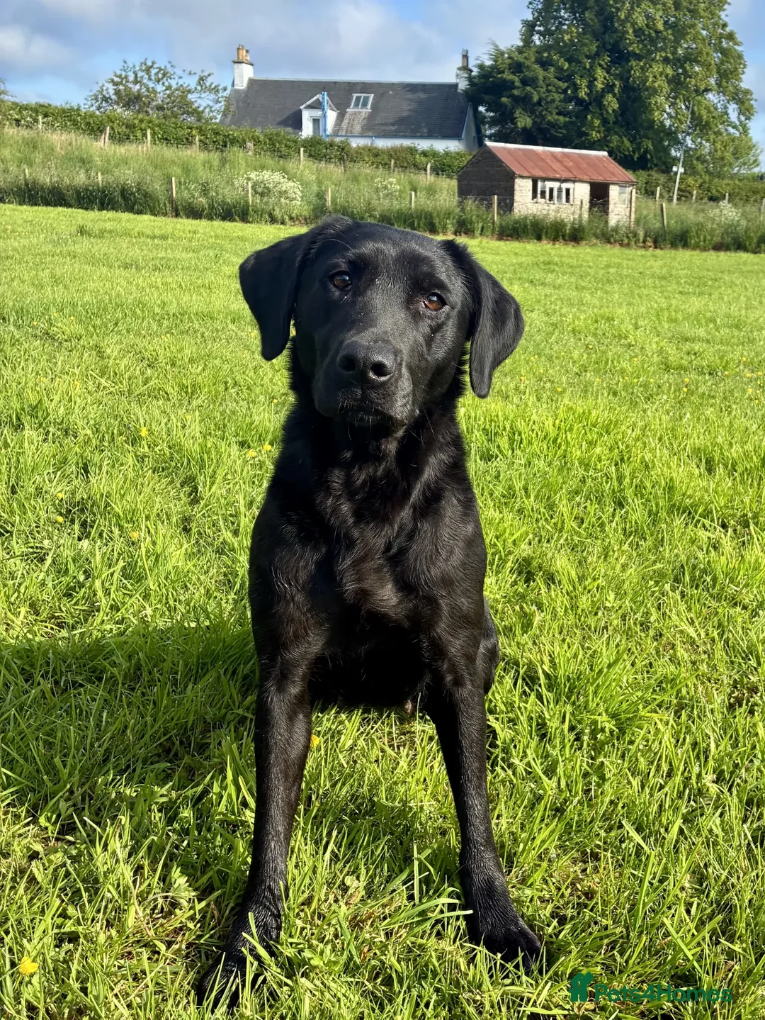Labrador Retriever dogs for sale: KC registered fully health tested Labrador puppies in Biggar - Image 8