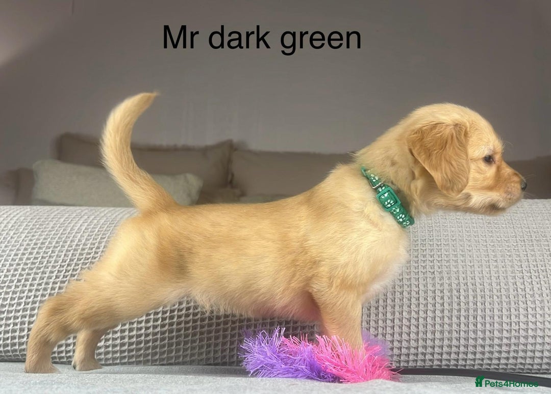 Golden Retriever dogs for sale: KC GOLDENS FROM HIP ELBOW DNA GOOD LINEAGE - Advert 22