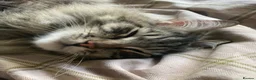 Siberian cats for sale: Siberian cats for rehoming - Advert 6