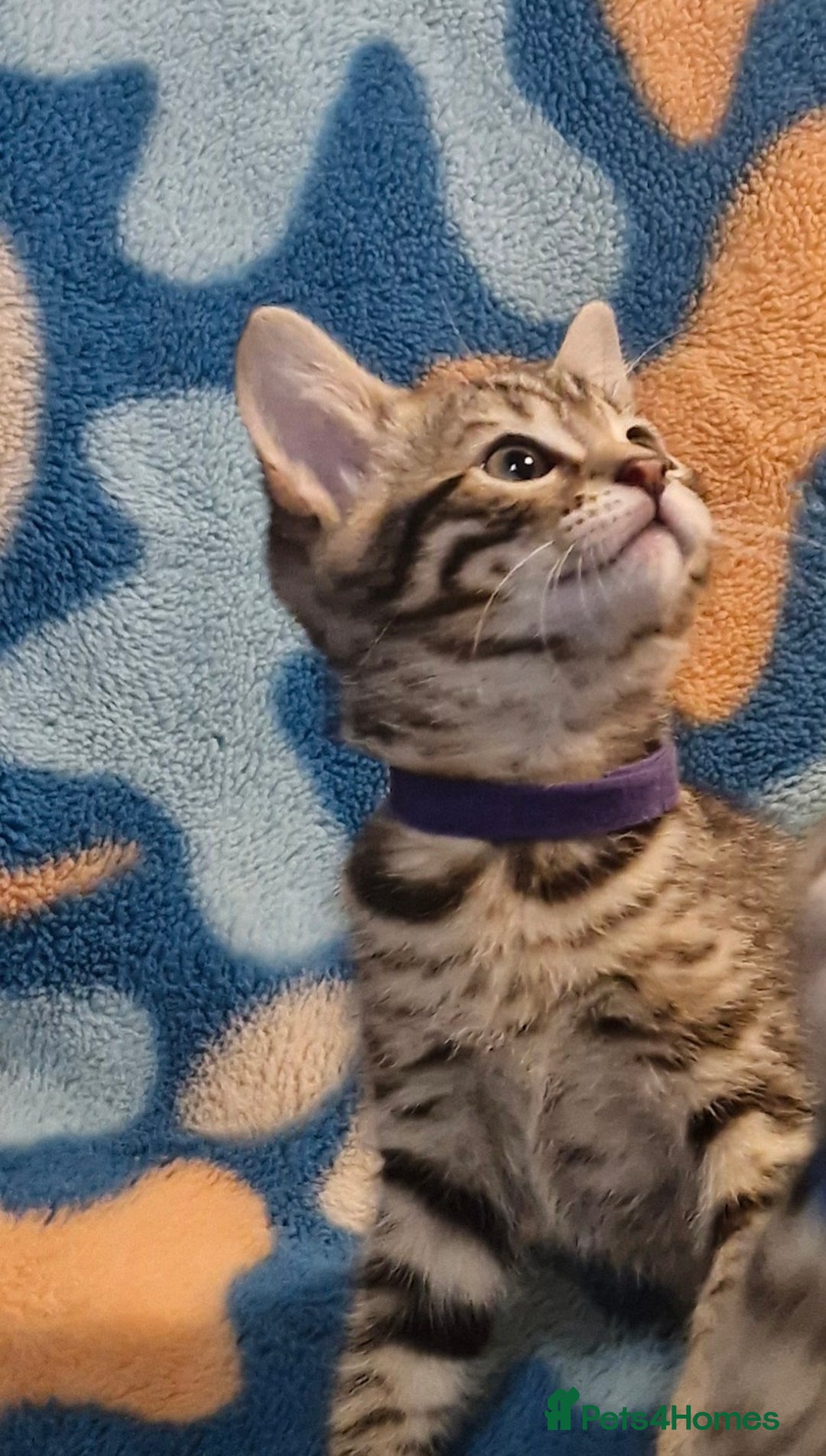 Bengal cats for sale: Bengal mix kittens for sale - Image 18