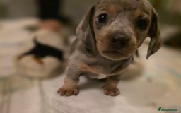 Miniature Dachshund dogs for sale: Amazing miniture dachshund puppies  - Image 12