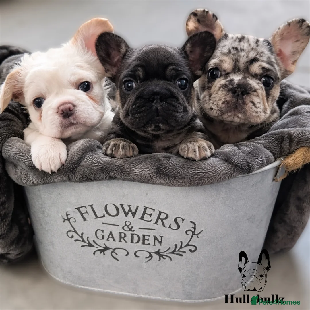 French Bulldog dogs for sale: Health tested KC French Bulldogs - Advert 1