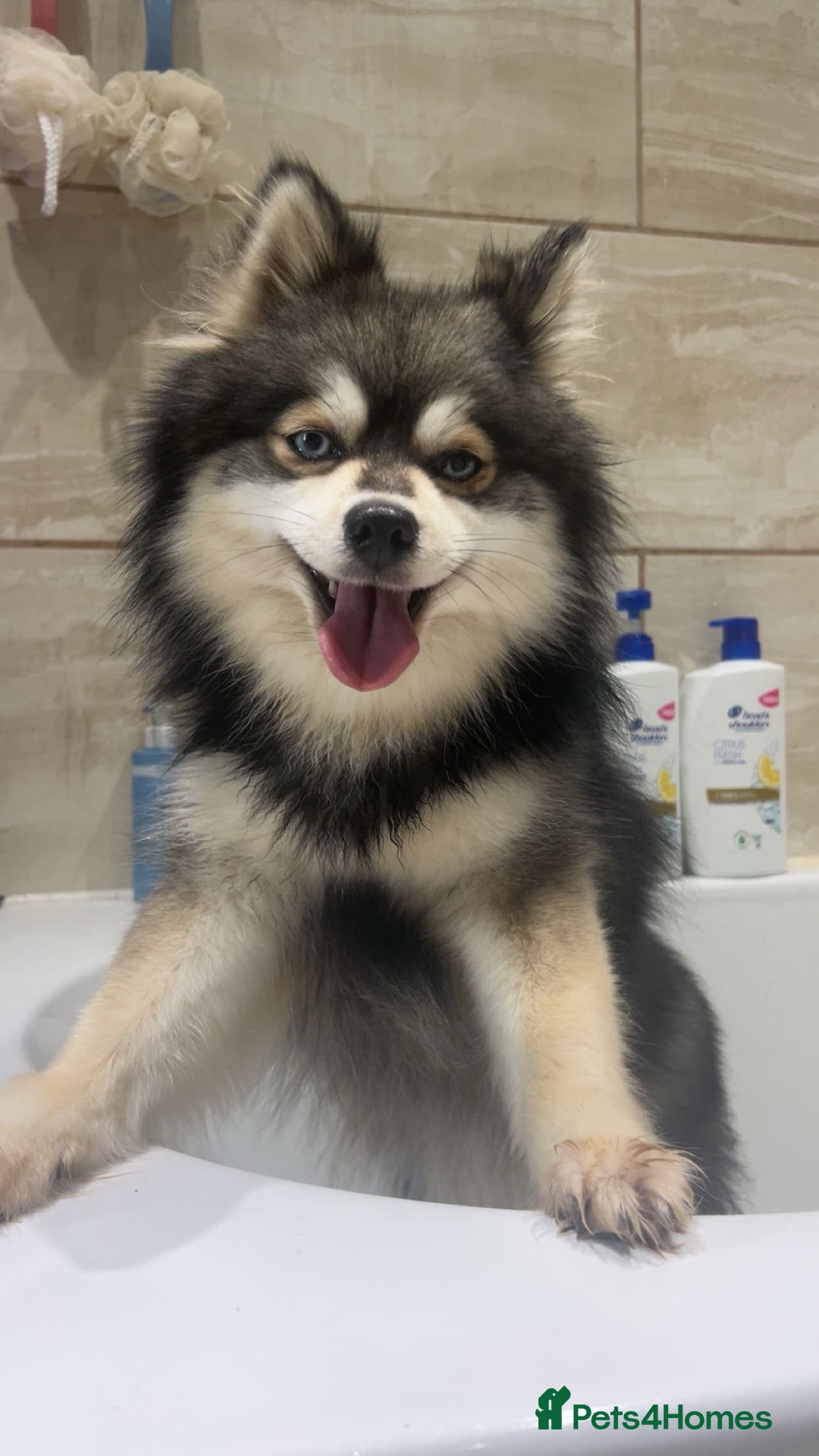 Pomsky dogs Adult Pomskies - Advert 9
