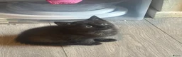 Mixed Breed cats for sale: Kittens - Advert 3