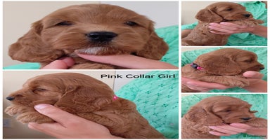 Cockapoo dogs - Advert 11