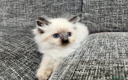 Siberian cats for sale: 🩵🩵Stunning Siberian Neva Masquerade Babies🩵🩵 - Image 9