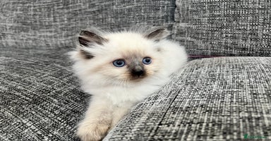 Siberian cats - Advert 11