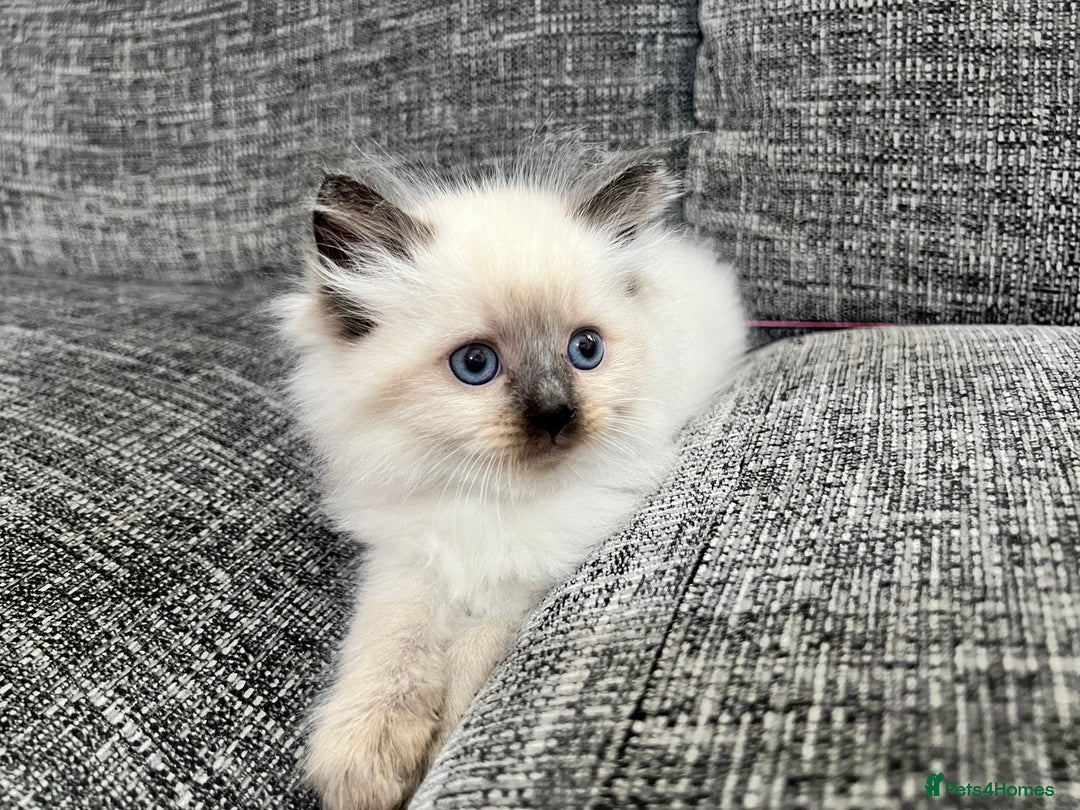 Siberian cats for sale: 🩵🩵Stunning Siberian Neva Masquerade Babies🩵🩵 - Image 9
