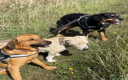 Mixed Breed dogs for adoption: Sweet Bubu Looking For Love  - Image 17