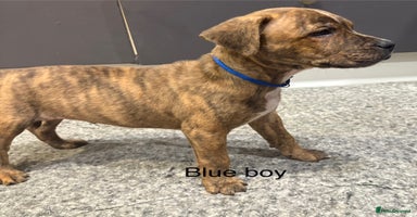 Staffordshire Bull Terrier dogs - Advert 5