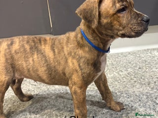 Staffordshire Bull Terrier dogs Beautiful coloured staffies - Advert 10