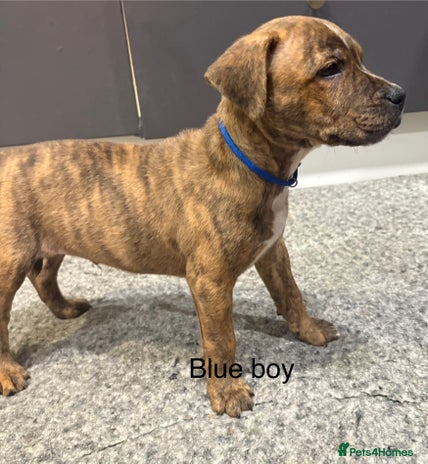 Staffordshire Bull Terrier dogs - Advert 2