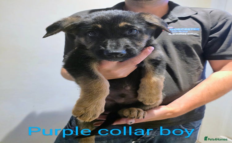 Mixed Breed dogs in Great Yarmouth - Advert 14